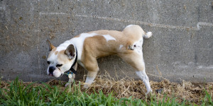 Male-Dogs-Lift-their-legs-when-they-Pee-As-a-Sign-of-dominance