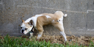 Male-Dogs-Lift-their-legs-when-they-Pee-As-a-Sign-of-Dominance