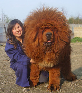 big-dog